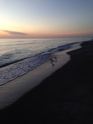Sandpiper Sunset
